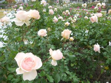 ��ʉԂ�����