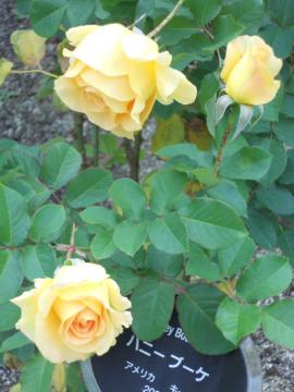 �n�j�[�u�[�P