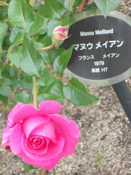 �}�k�E���C�A��