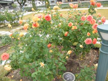 �u���X�o���h