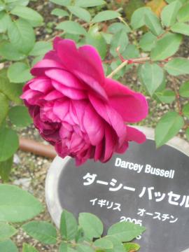 �_�[�V�[�o�b�Z��