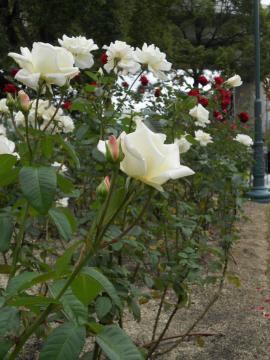 �쉈���̉Ԕ�