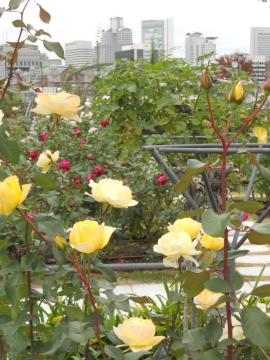 �J�X�N�h�[��