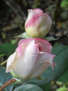 �v�����Z�X�h�D���i�R