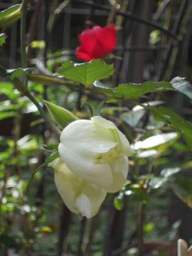 �`���C�R�t�X�L�[�ƃ}�U�[�Y�f�B