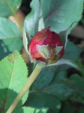 �E�B���A���V�F�[�N�X�s�A2000�̂ڂ�