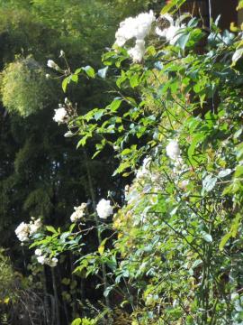 �X�e���O���C