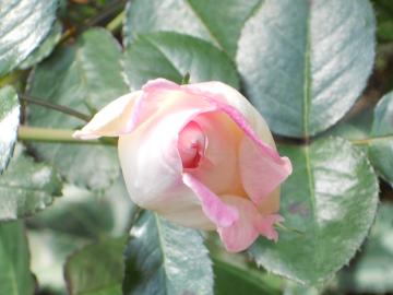 �v�����Z�X�h�D���i�R�̃A�b�v