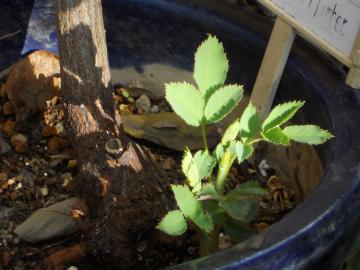 �[�t�B���[�k�h���[�A���̐V��