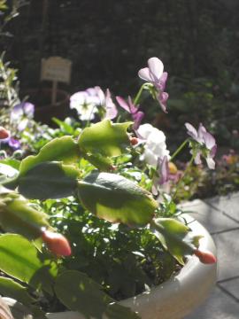 �J�j�T�{�e���̂ڂ�