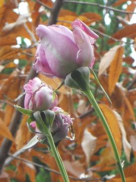 ���N�Ō�̃u���[���[��