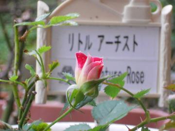 ���g���A�[�`�X�g