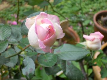 �v�����Z�X�h�D���i�R