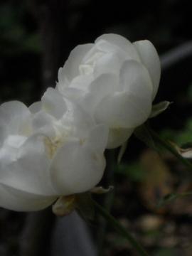 �V���l�[�v�����Z�X