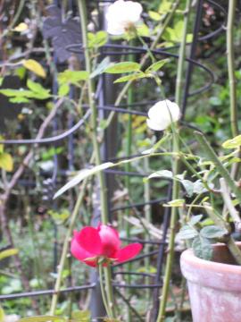 �V���l�[�v�����Z�X�ƃ}�U�[�Y�f�B