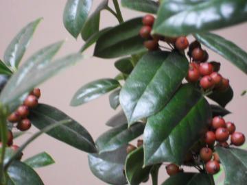 �N���X�}�X�z�[���[