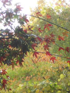 ����̂��݂�