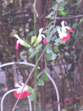 �`�F���[�Z�[�W������