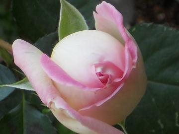 �v�����Z�X�h�D���i�R�̃A�b�v