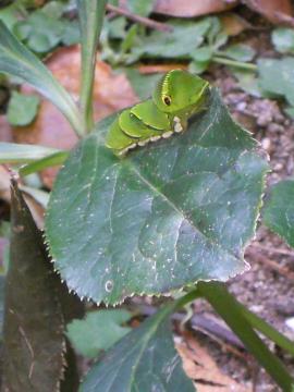 �A�Q�n���̈�