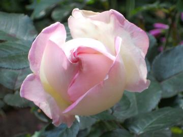 �����̃v�����Z�X�h�D���i�R