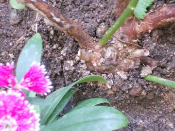 �t�F�A���[�̍���