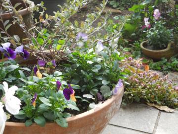 �r�I���̊񂹐A��