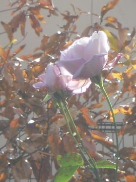 �u���[���[��