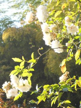 �[���̒��̃X�e���O���C