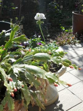 �V���R�o�T�{�e��