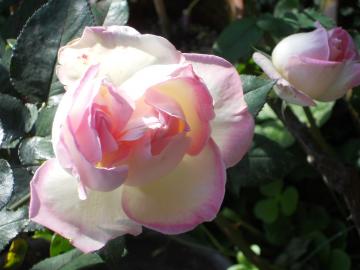 �v�����Z�X�h�D���i�R�S�J