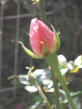 �N�C�[���G���U�x�X�̂ڂ�