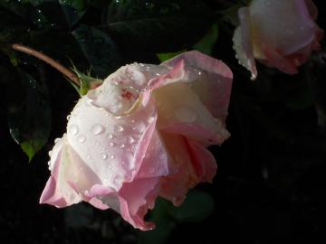 �J�オ��̃v�����Z�X