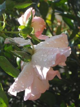 �J�オ��̃V���p���V���z�[�v