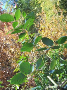 �A�[�`�Ă��؂�̃A�Y�r�X�̂ڂ�