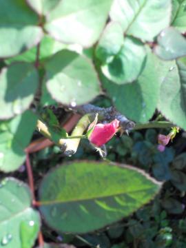 �f���f�B�x�X�̂ڂ�