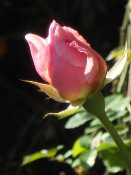 �N�C�[���G���U�x�X�@�ڂ�