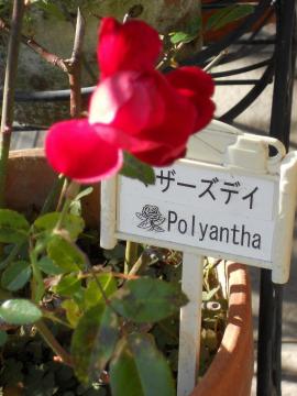 ���N�Ō�@�}�U�[�Y�f�C