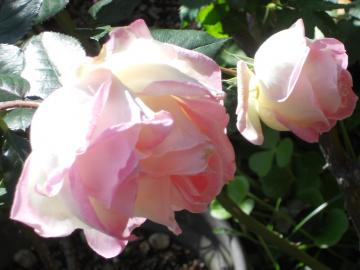 �����́@�v�����Z�X�h�D���i�R