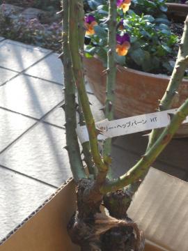 ���͂����c