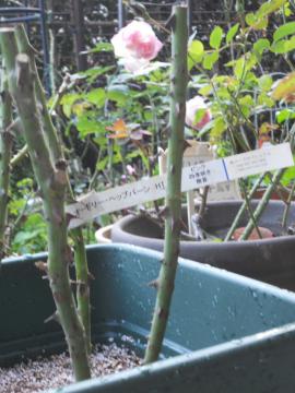 ���ɐA���t��