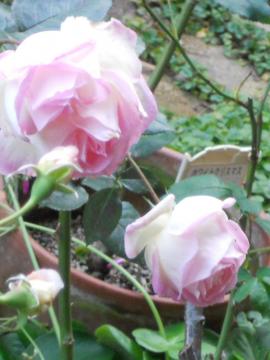 �v�����Z�X�h�D���i�R�ƃw���e�[�W�̂ڂ�