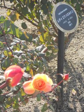 ���f�B�[�E�G�}�E�n�~���g��