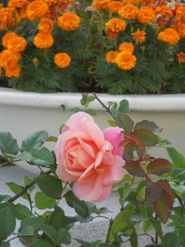 �t�����V�X�E�u���[�Y