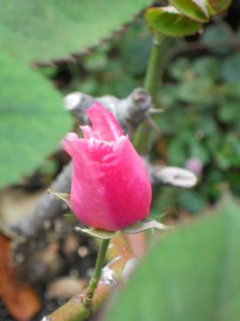 �f���f�B�x�X�̂ڂ�