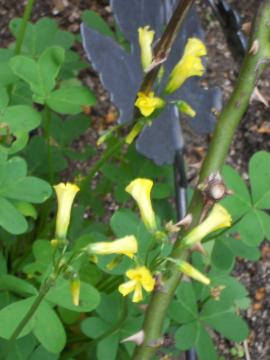 ���F�̃I�L�U���X