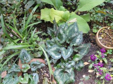 �K�[�f���V�N������