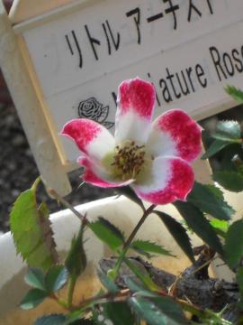 ���g���A�[�`�X�g