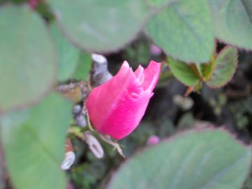 �f���f�B�x�X�̂ڂ�