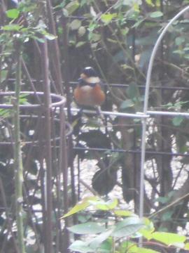 �����̃V�W���E�J��